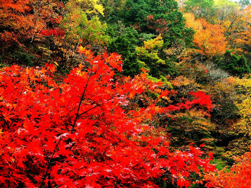 赏香山红叶最佳时间