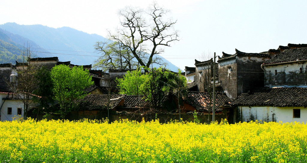 2013婺源油菜花自助游