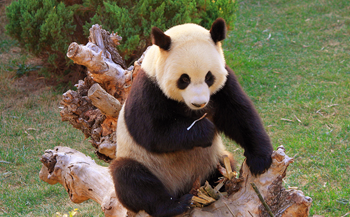 【【免预约】大连森林动物园成人门票1张(须提