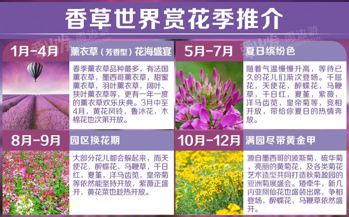 广东| 广州 花都香草世界,醉倒花香海洋中